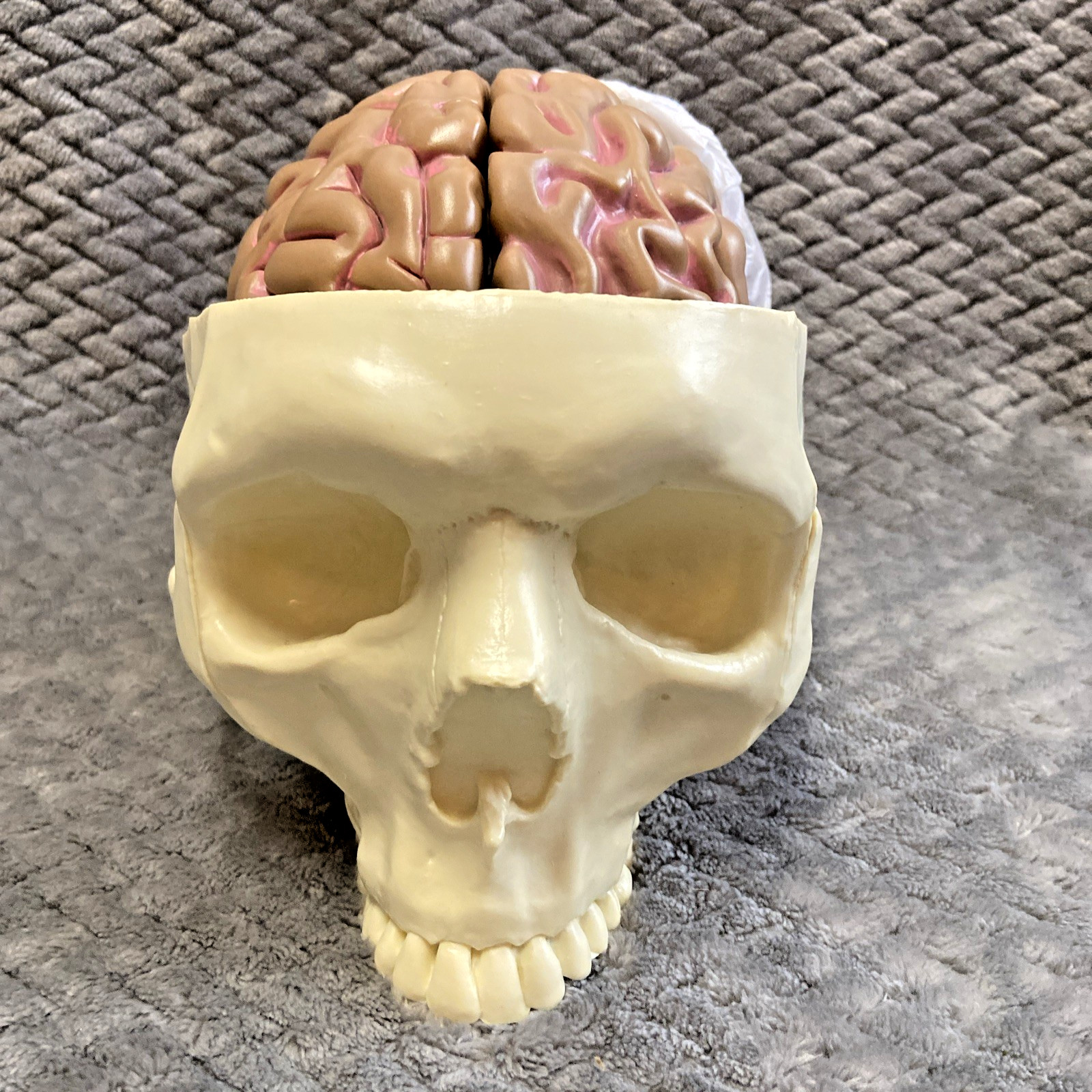 GPI 2900 Brain Model & Partial Skull Anatomical Model Home School Professional