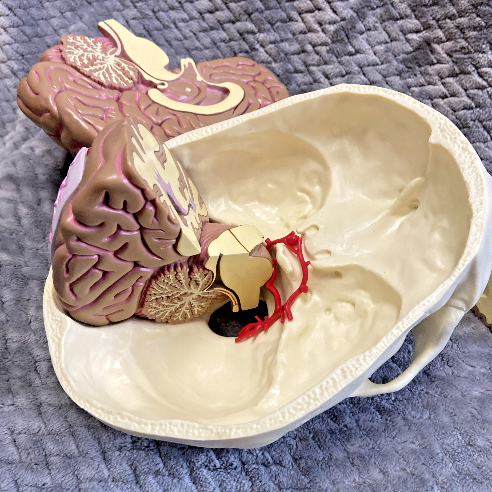 GPI 2900 Brain Model & Partial Skull Anatomical Model Home School Professional