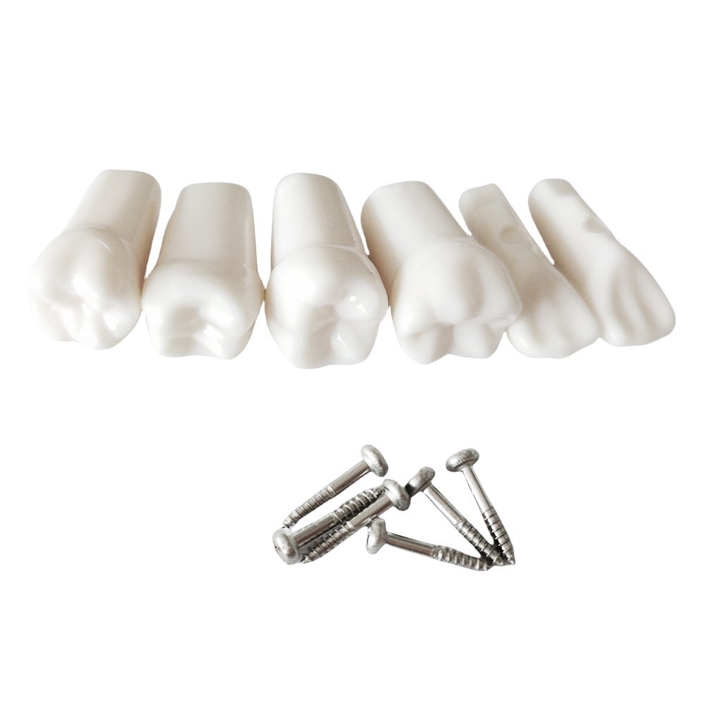 32Pcs Tooth Granule Set Dental Typodont Replacement Screw-in Teeth Model