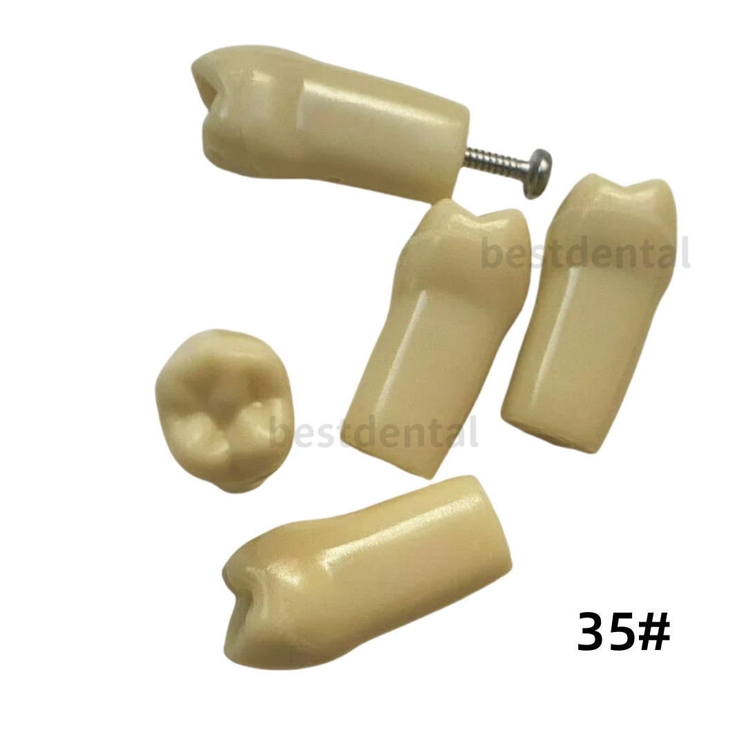 Dental Frasaco AG3 Type Restorative Typodont Model 32pc Marked Teeth M8014-2