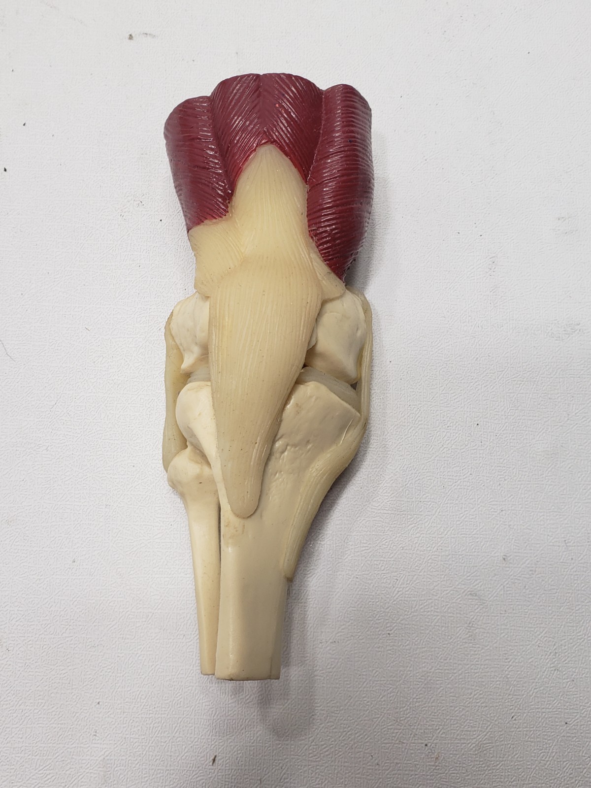 GPI Anatomical Mini Muscled Joint Set Model 1900 Hip Knee Elbow Shoulder