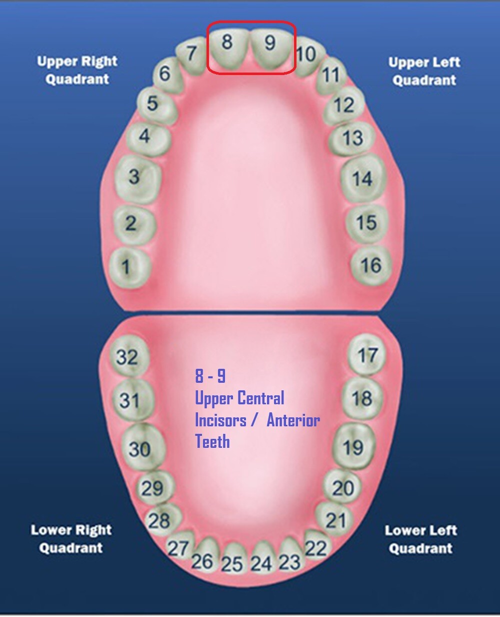 Dental Polycarbonate Temporary Preform Crowns Refills Set of 5 per Bag See Chart