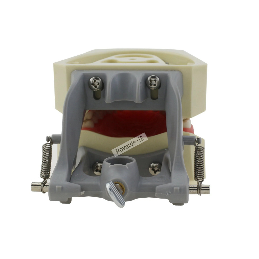 Fit Columbia 860 Dentoform Dental Typodont Model 32 Removable Teeth Soft Gingiva
