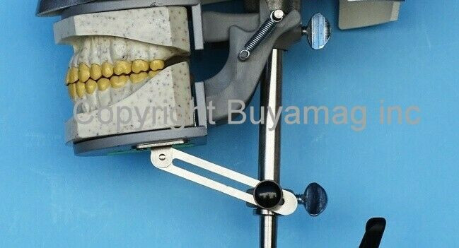 Dental Teeth X-Ray Model Practice Exam Simulator Training Phantom 32 Teeth