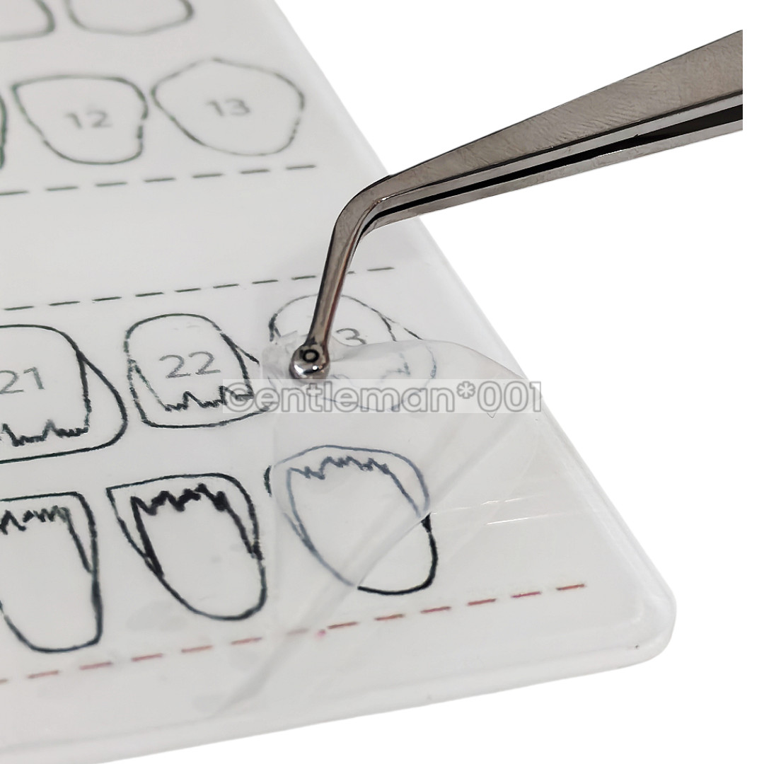 Dental Dentist Board Teeth Morphology Composite Build Up Practise Template Model