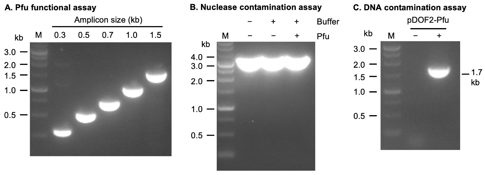 Pfu DNA polymerase (500 U) kit (Not Taq polymerase)