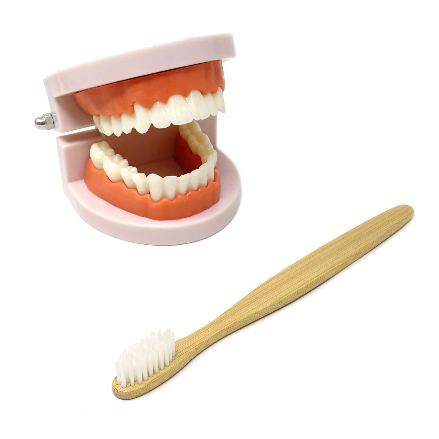 Honbay 1PCS Plastic Standard Teeth Model Adult Mouth Dental Skin Color