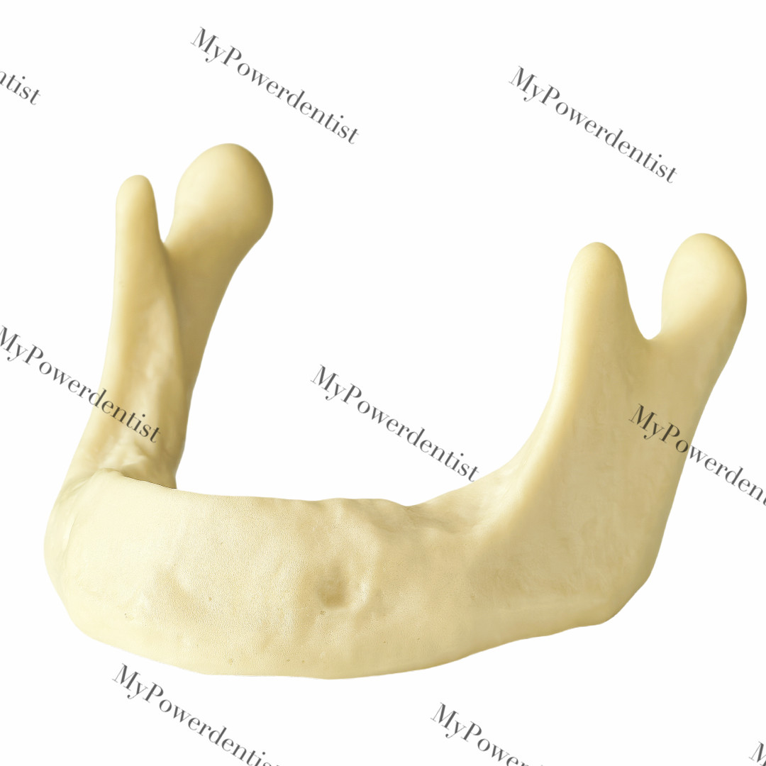 Dental Embed Mandible Jaw Model for Basic Drilling Insertion Practice M2022