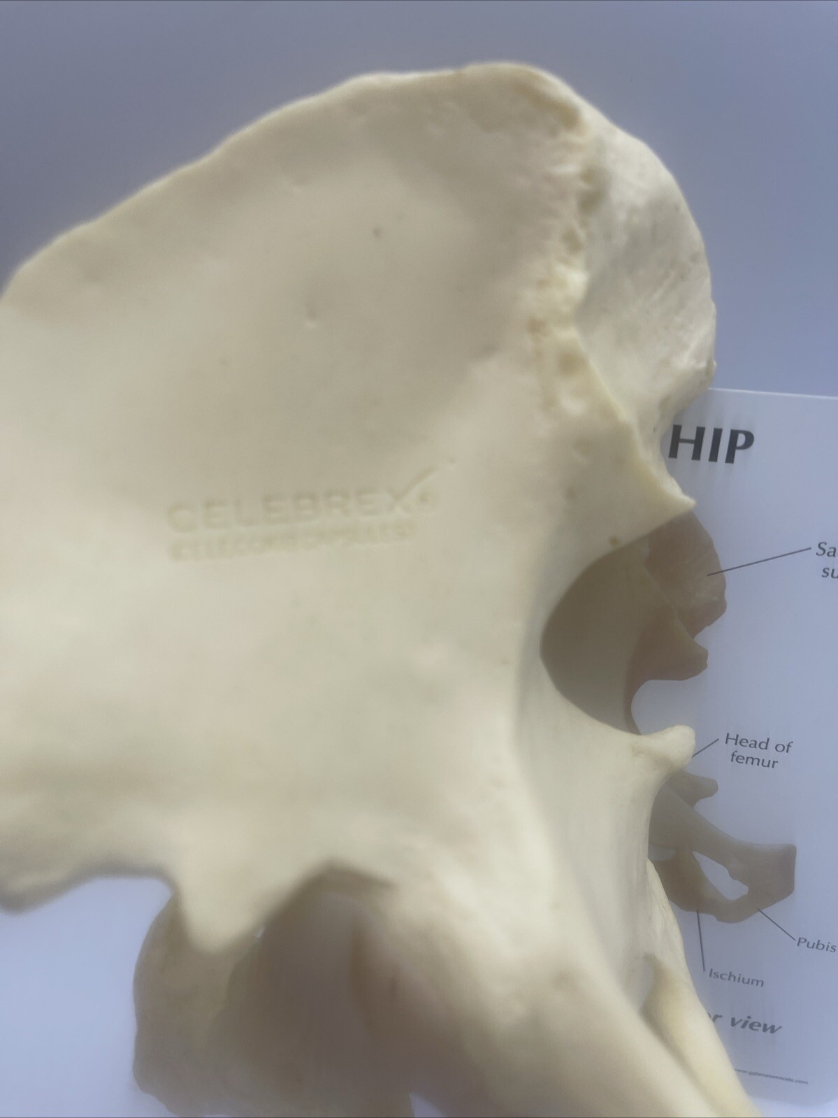 GPI Flexible Hip Model – Model #1260 Anatomical Model