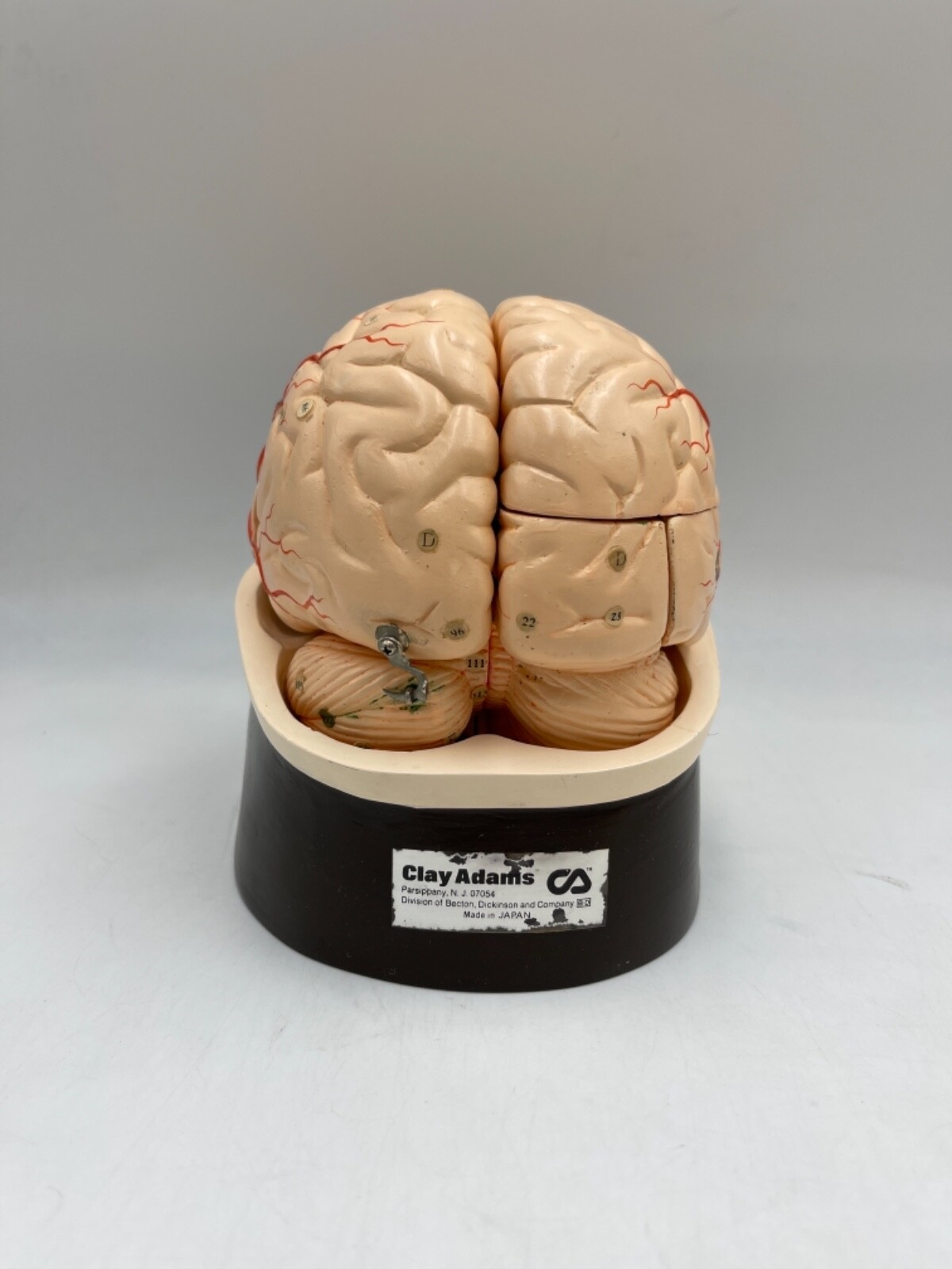 Clay Adams Vintage/Antique Brain Model Anatomical Model