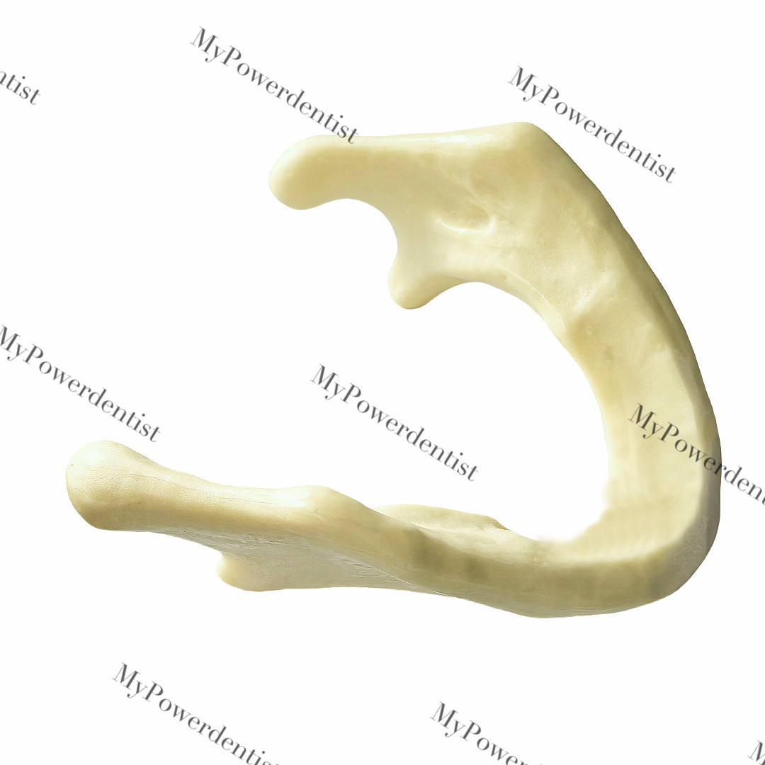 Dental Embed Mandible Jaw Model for Basic Drilling Insertion Practice M2022