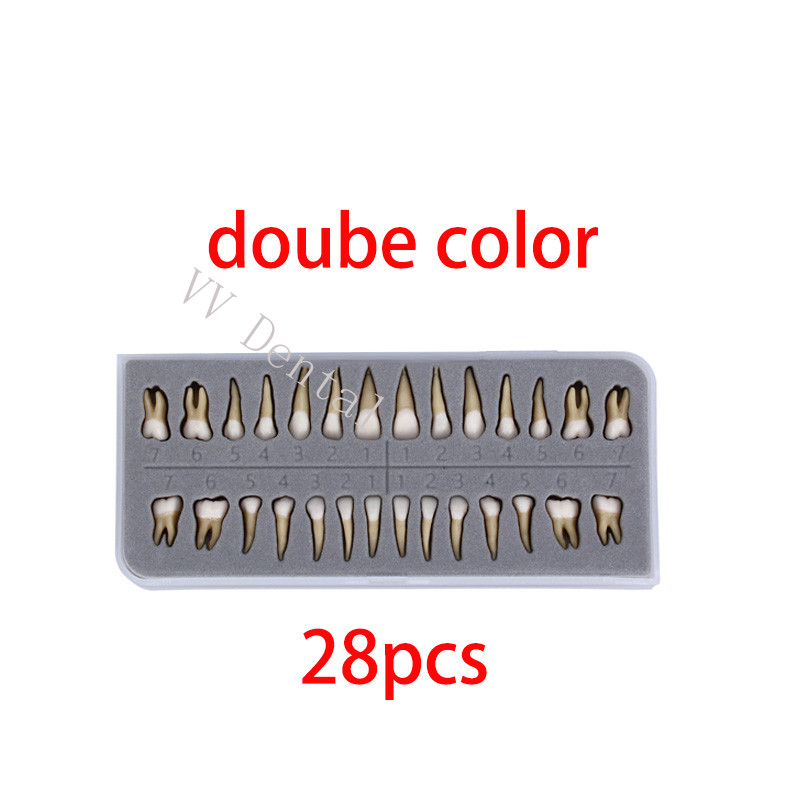 Dental 1:1 Adult Permanent Teeth Model Typodont Study Teach Upper Lower 28 Pcs