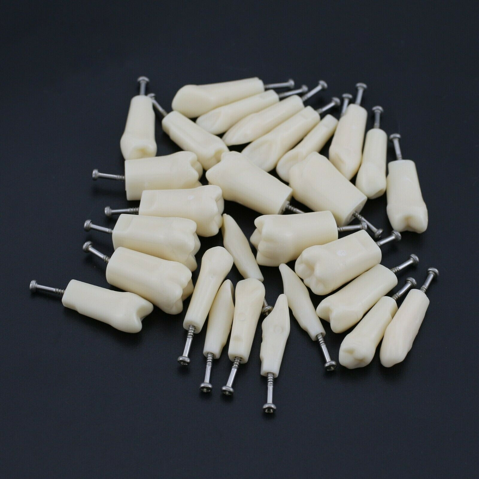 2 Set Dental Removable Screw-in Typodont Grain Teeth 28Pcs+32Pcs Tool Instrument