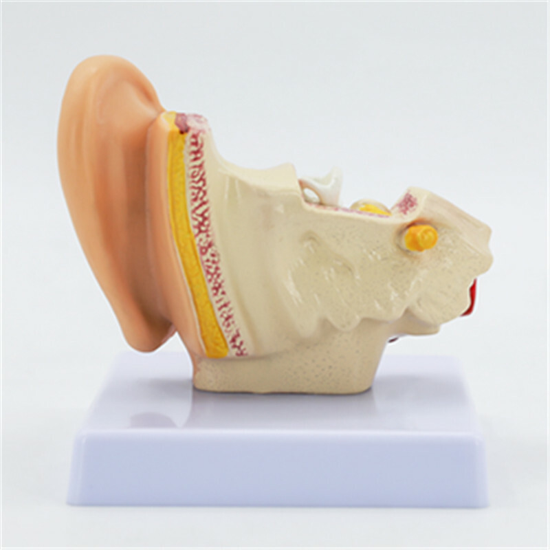 1.5 Times Life Size Human Ear Anatomy Model Organ Medical Teaching Supplies