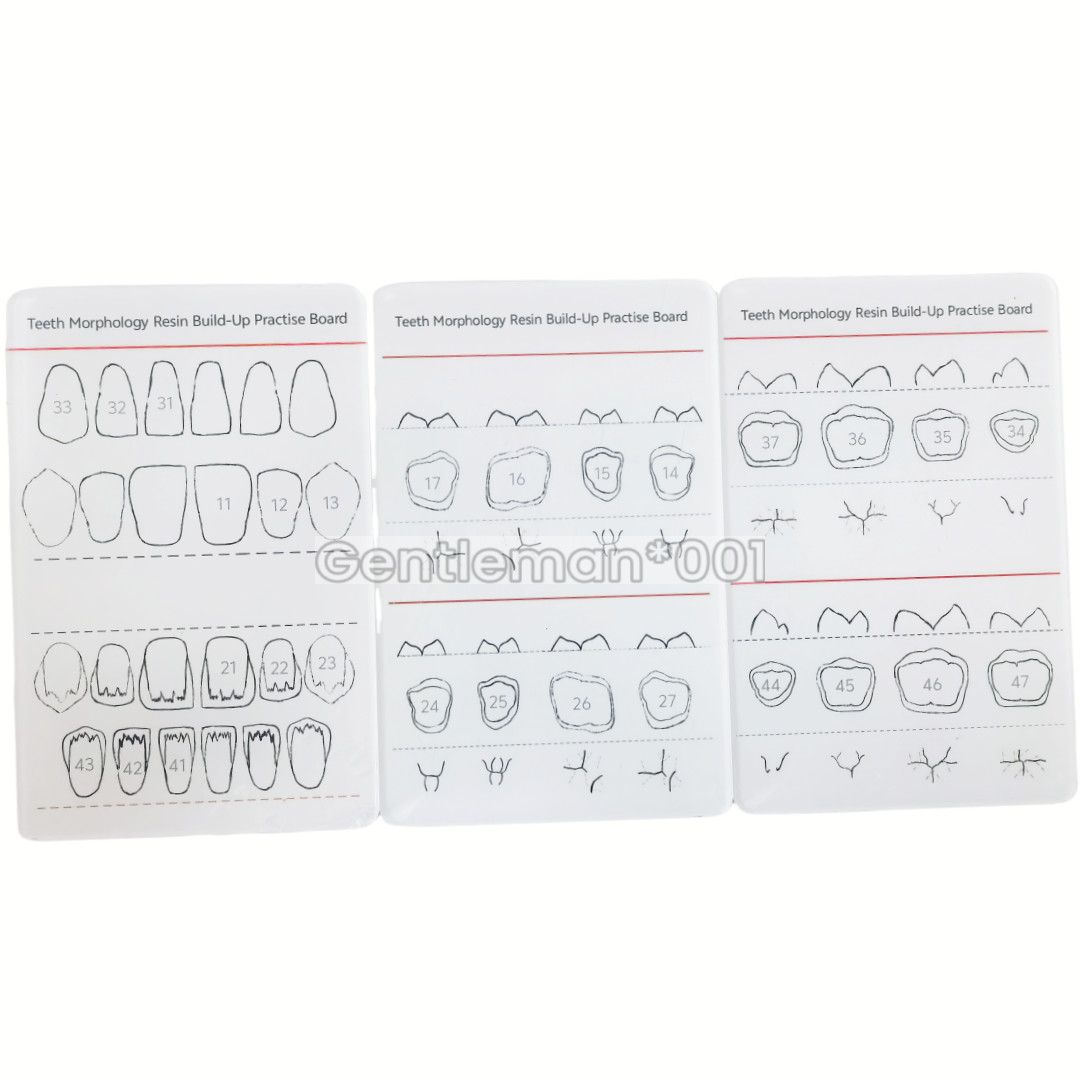 Dental Dentist Board Teeth Morphology Composite Build Up Practise Template Model
