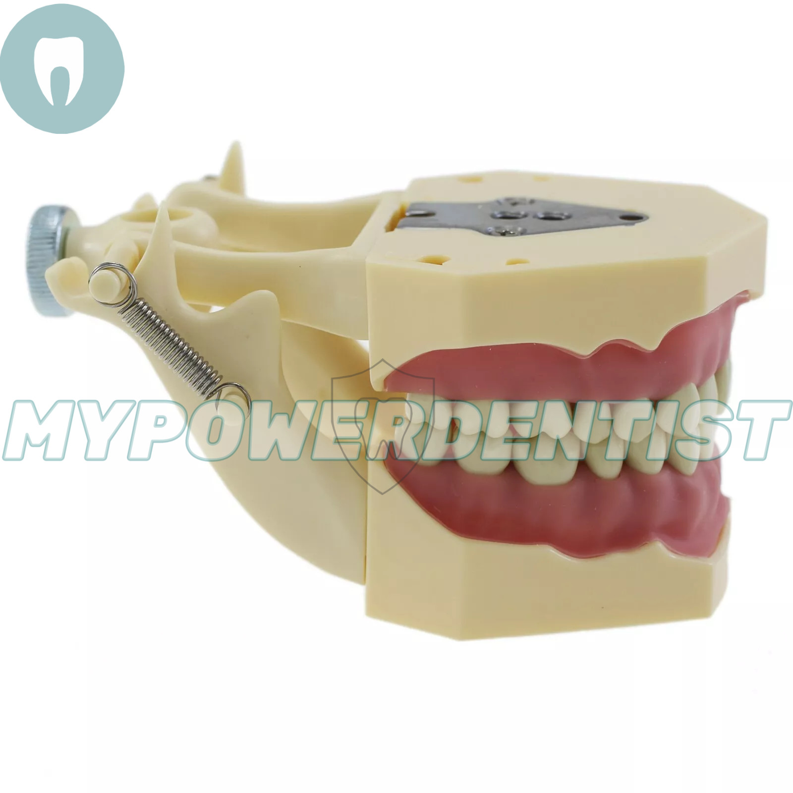 Frasaco Ag3 Type Dental Restorative Typodont Model 32Pcs Removable Teeth M8014-2