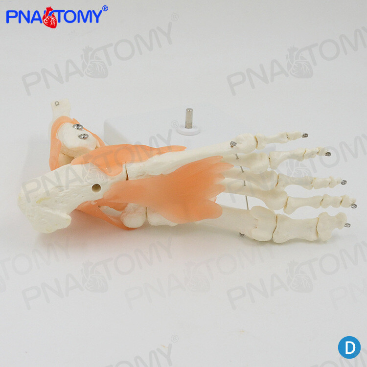 Human Foot Bone Attached Ligament Model Orthopedic Exercise System