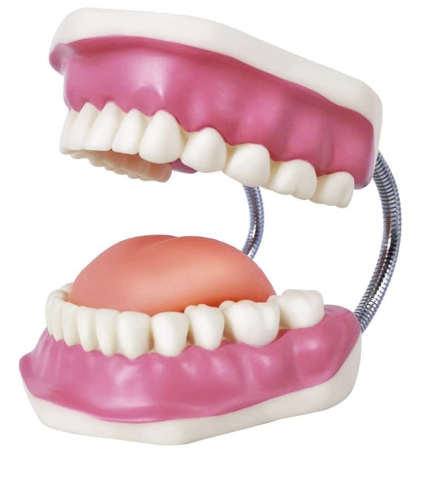 EVOTECH SCIENTIFIC Dental Teeth Care Model, W/Giant Toothbrush teaching tool