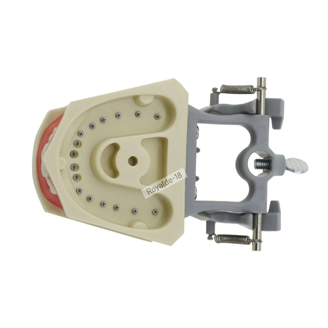 Fit Columbia 860 Dentoform Dental Typodont Model 32 Removable Teeth Soft Gingiva