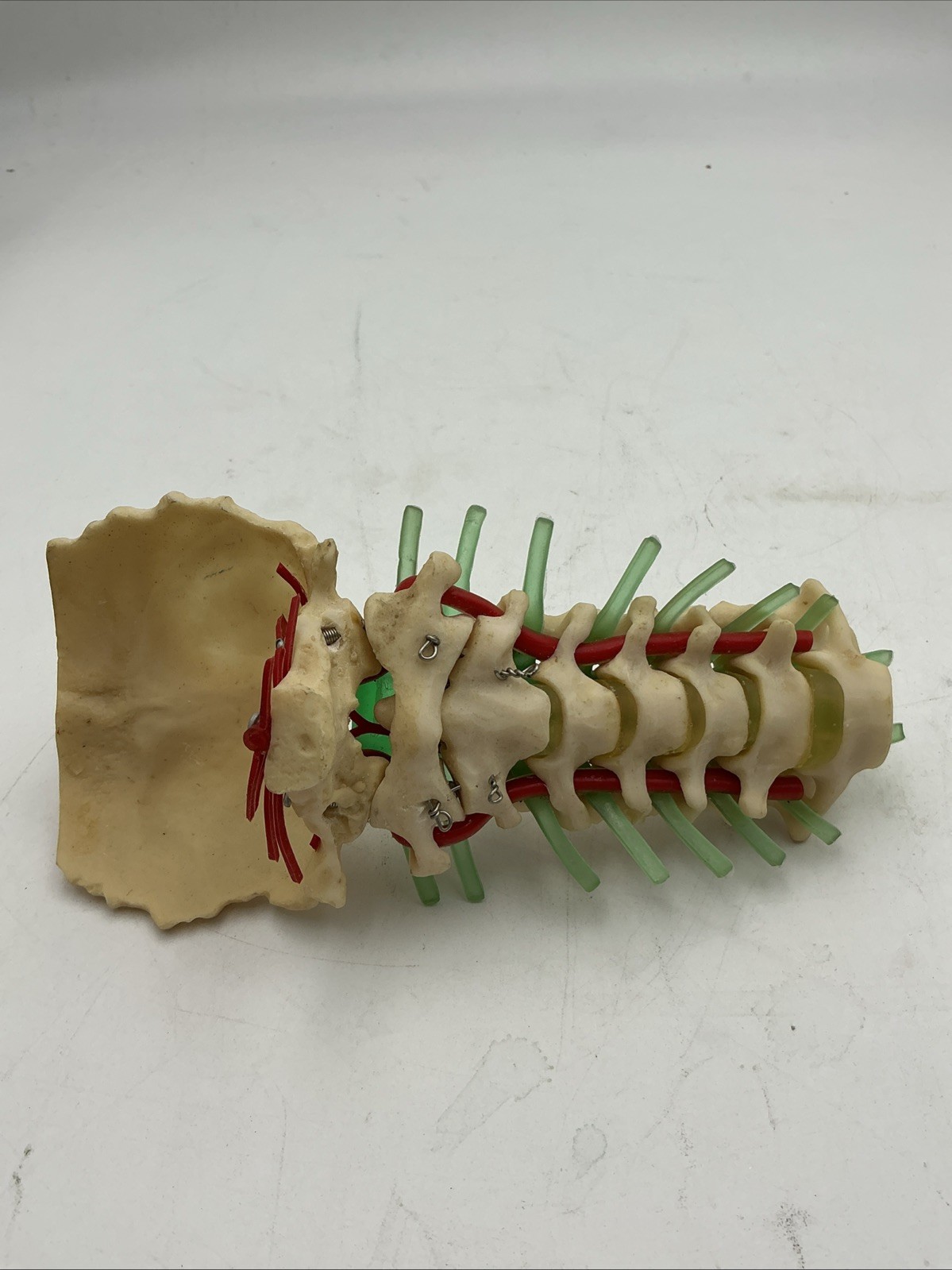 Medical Plastics Laboratory Cervical Spine with Occipital, Vertebrae Model
