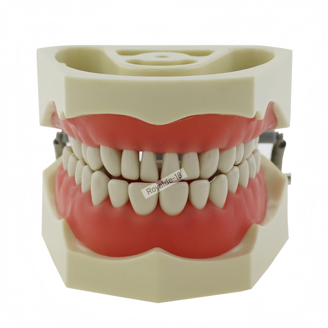 Fit Columbia 860 Dentoform Dental Typodont Model 32 Removable Teeth Soft Gingiva