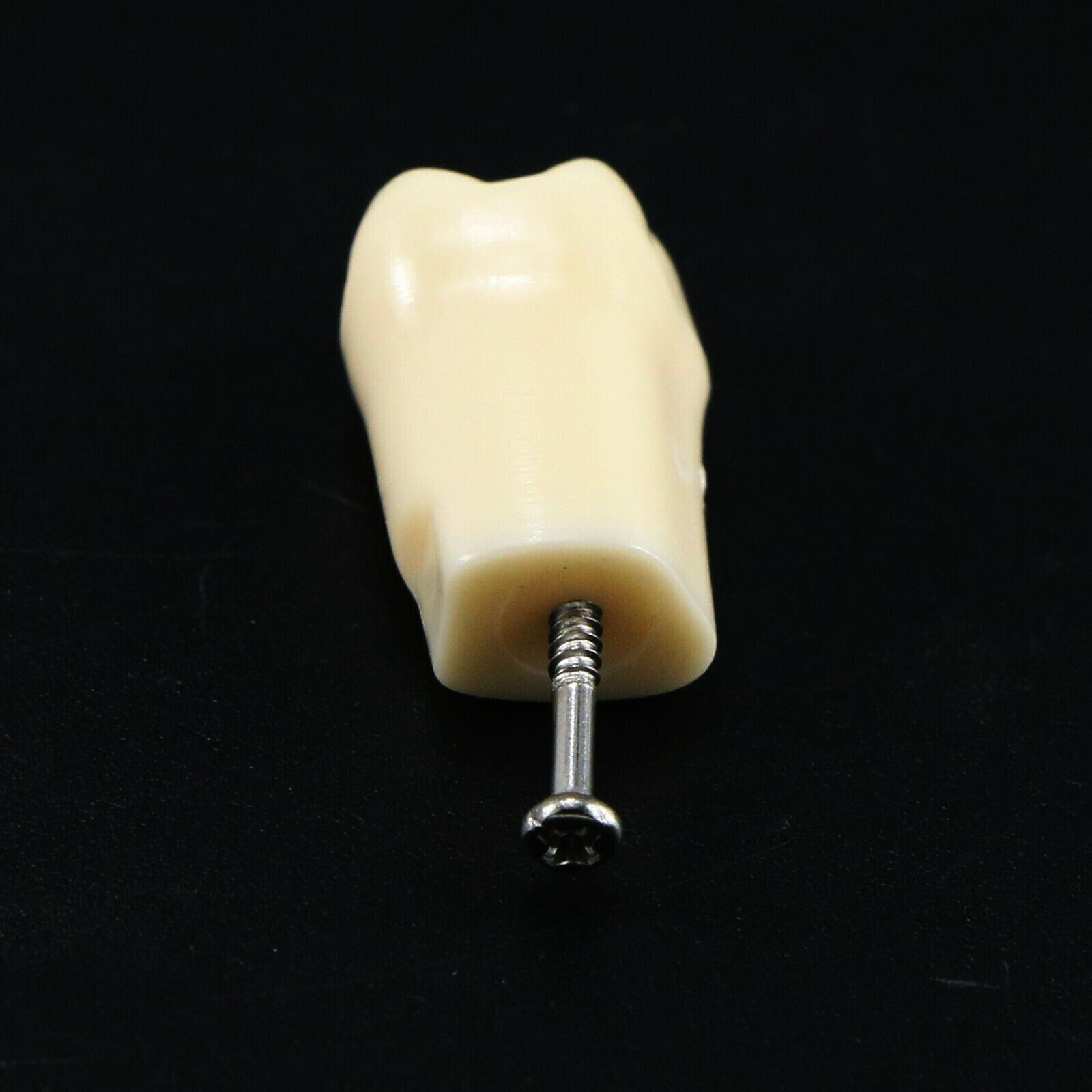 2 Set Dental Removable Screw-in Typodont Grain Teeth 28Pcs+32Pcs Tool Instrument