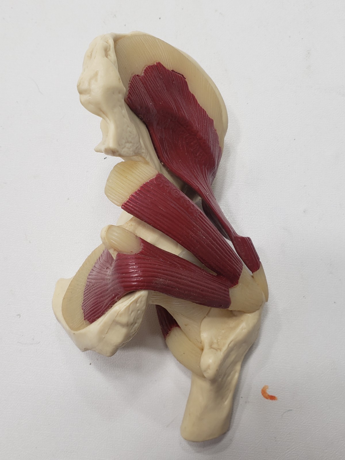 GPI Anatomical Mini Muscled Joint Set Model 1900 Hip Knee Elbow Shoulder