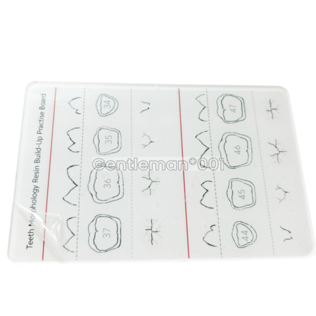 Dental Dentist Board Teeth Morphology Composite Build Up Practise Template Model