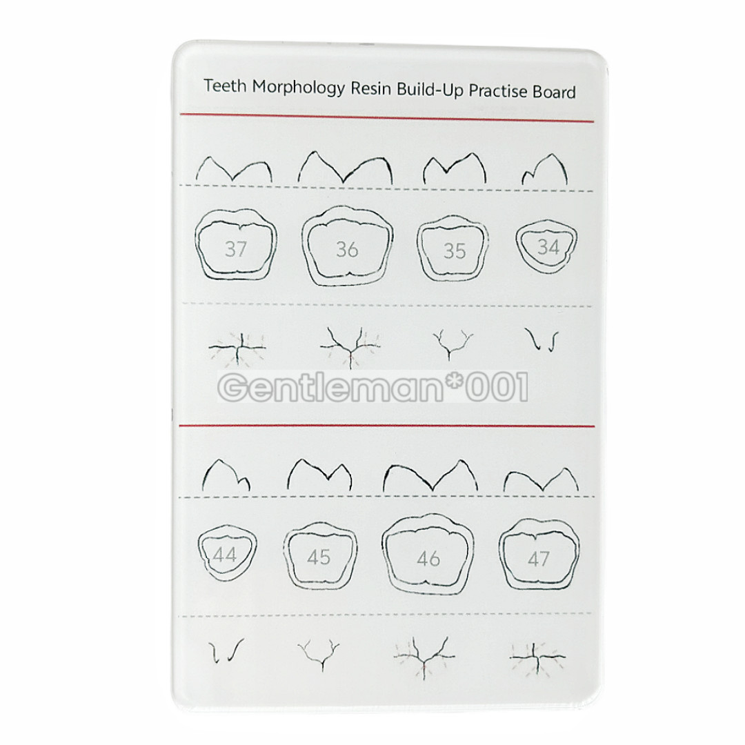 Dental Dentist Board Teeth Morphology Composite Build Up Practise Template Model