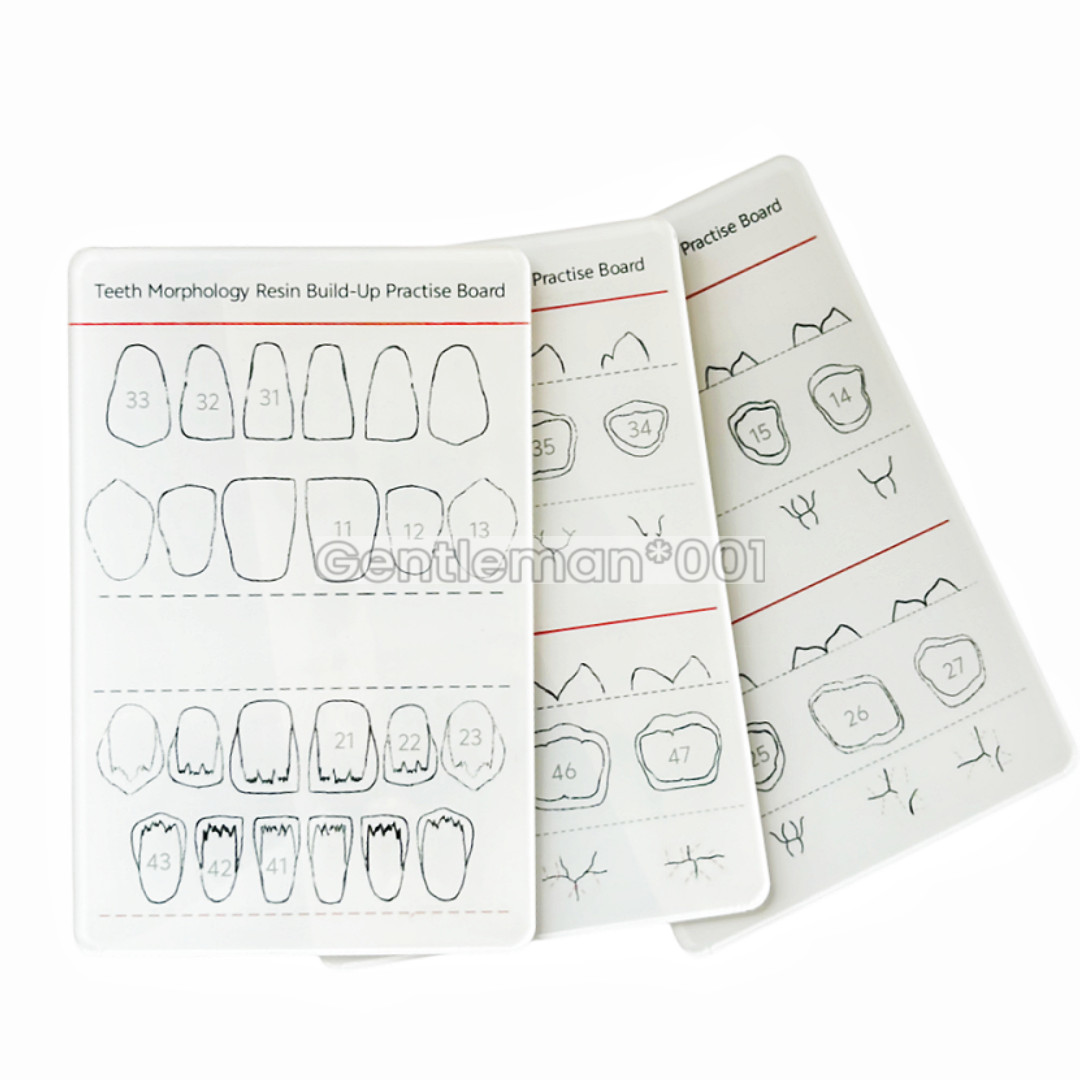 Dental Dentist Board Teeth Morphology Composite Build Up Practise Template Model