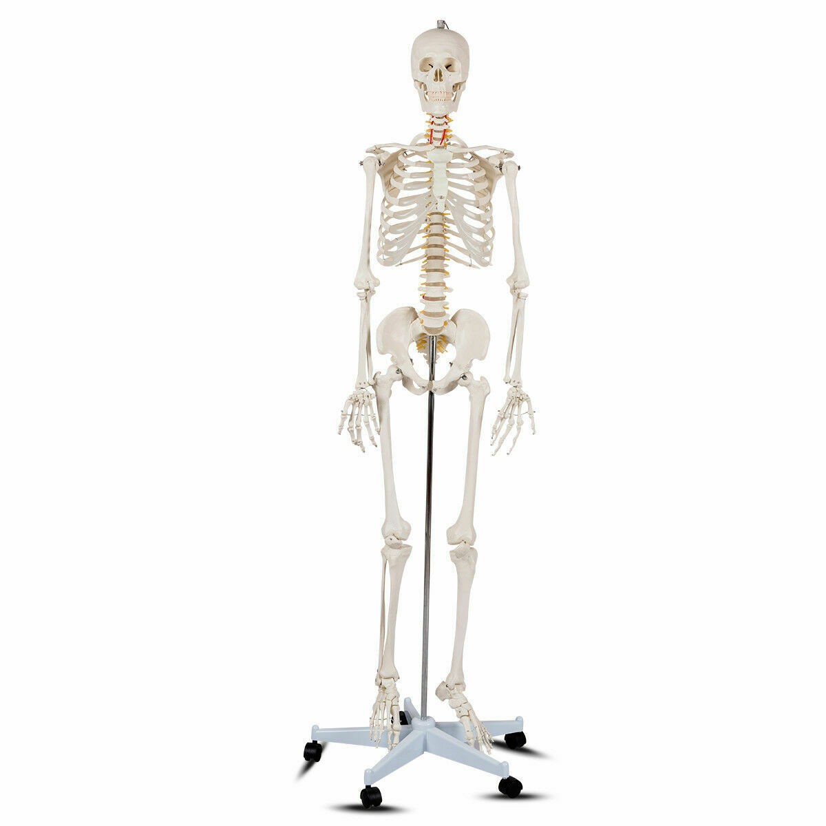 70.8″ Life-size Skeleton Model Medical School Human Anatomy W/Rolling Stand