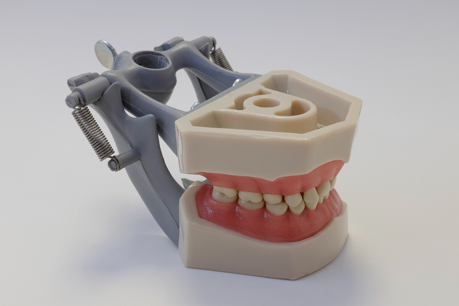 Dental Anatomy Typodont Educational Pediatric Kit Removable Teeth NBDE NERB ADEX