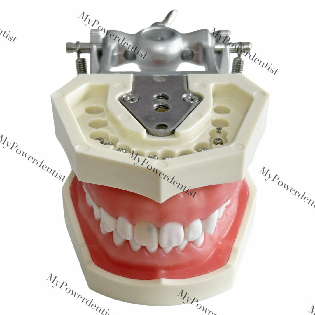 Dental Model DP Articulator Typodont Removable Teeth Kilgore NISSIN Style Study