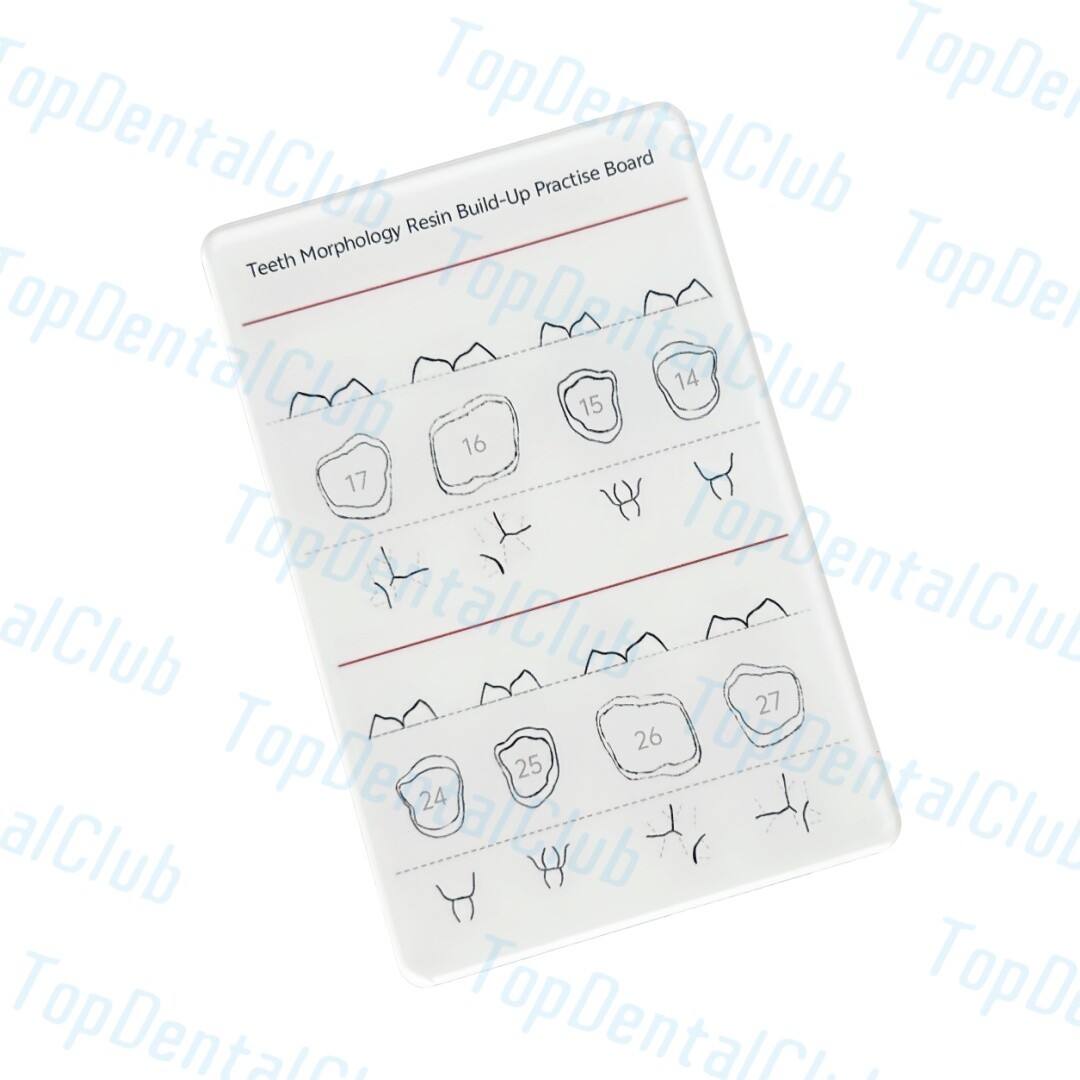 Dental Teeth Morphology Resin Build-Up Practise Board Composite Resin Filling