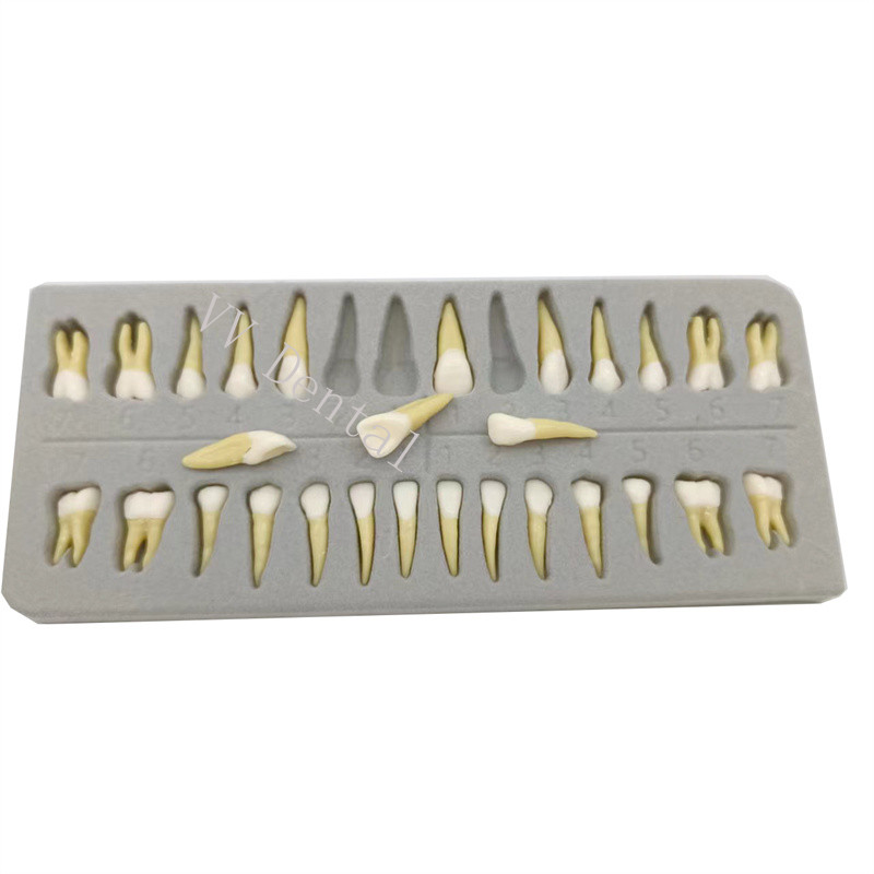 Dental 1:1 Adult Permanent Teeth Model Typodont Study Teach Upper Lower 28 Pcs