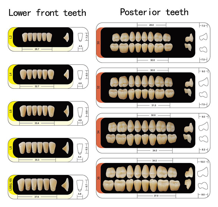 1 box Dental Acrylic Resin Denture Full Set Teeth Upper Lower Shade