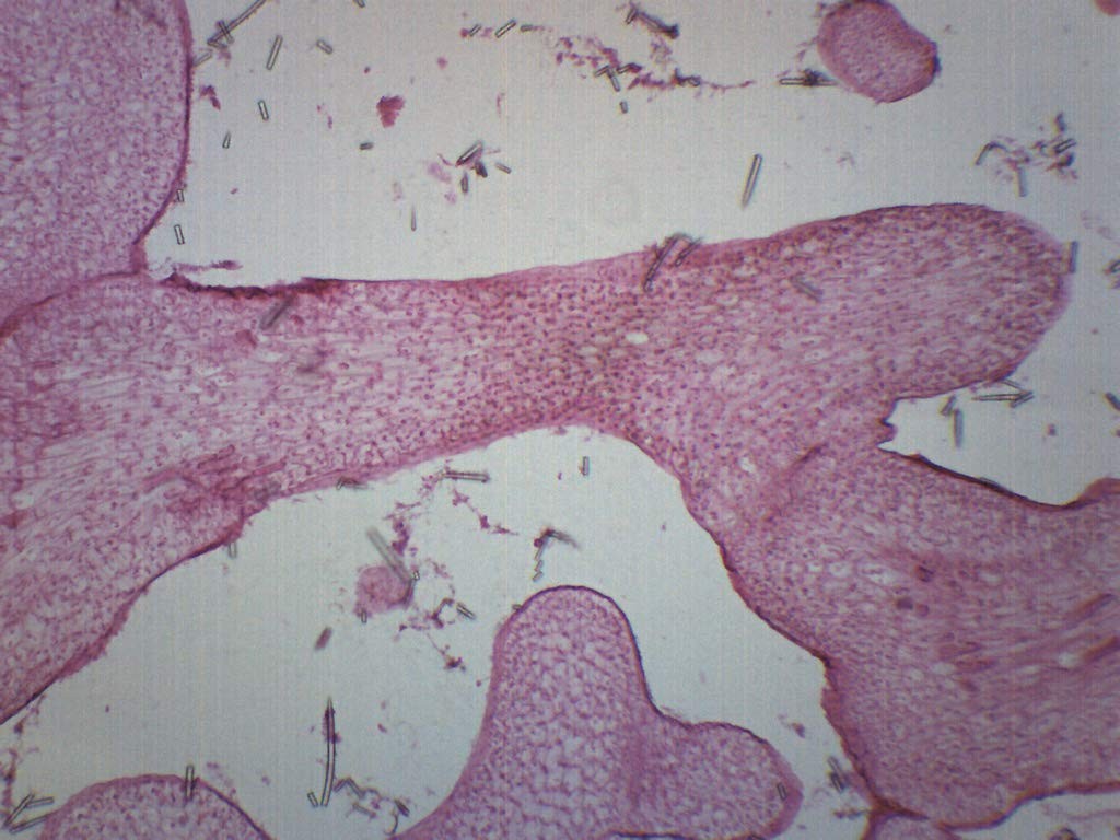 EISCO Grantia, Longitudinal Section – Prepared Microscope Slide Single