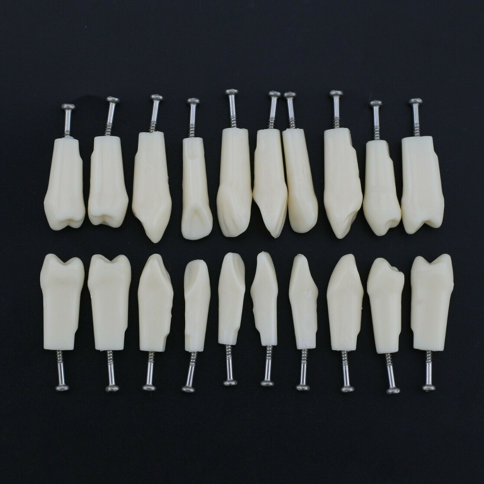 2 Set Dental Removable Screw-in Typodont Grain Teeth 28Pcs+32Pcs Tool Instrument