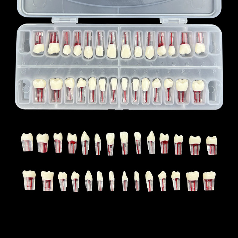 Dental Endodontic Teeth Model 28Pcs Endo RCT Practice Pulp Blocks