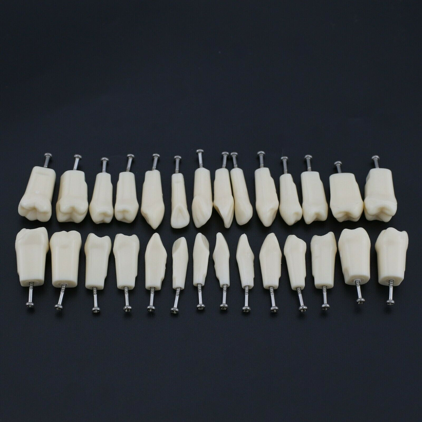 2 Set Dental Removable Screw-in Typodont Grain Teeth 28Pcs+32Pcs Tool Instrument
