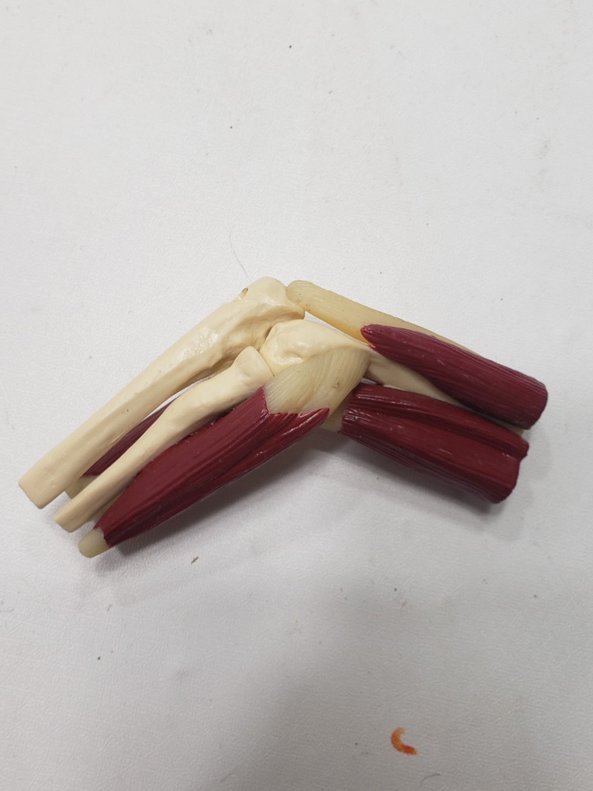 GPI Anatomical Mini Muscled Joint Set Model 1900 Hip Knee Elbow Shoulder