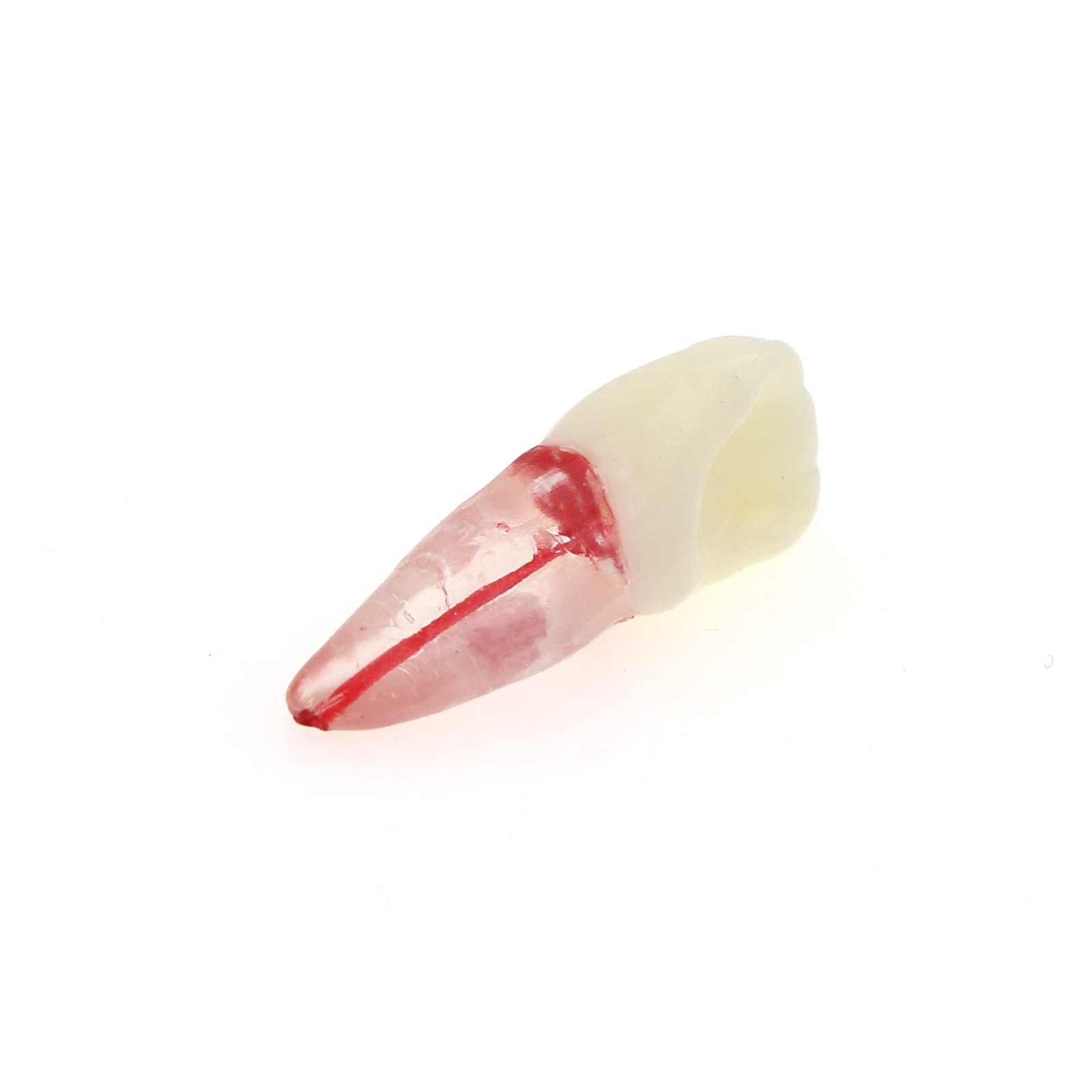 5Pcs Dental Root Canal Pulp Cavity Teeth Model Endodontic Practice RCT…