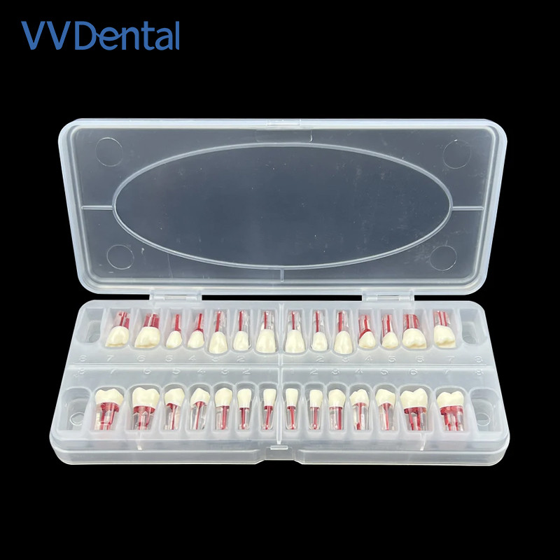 Dental Endodontic Teeth Model 28Pcs Endo RCT Practice Pulp Blocks