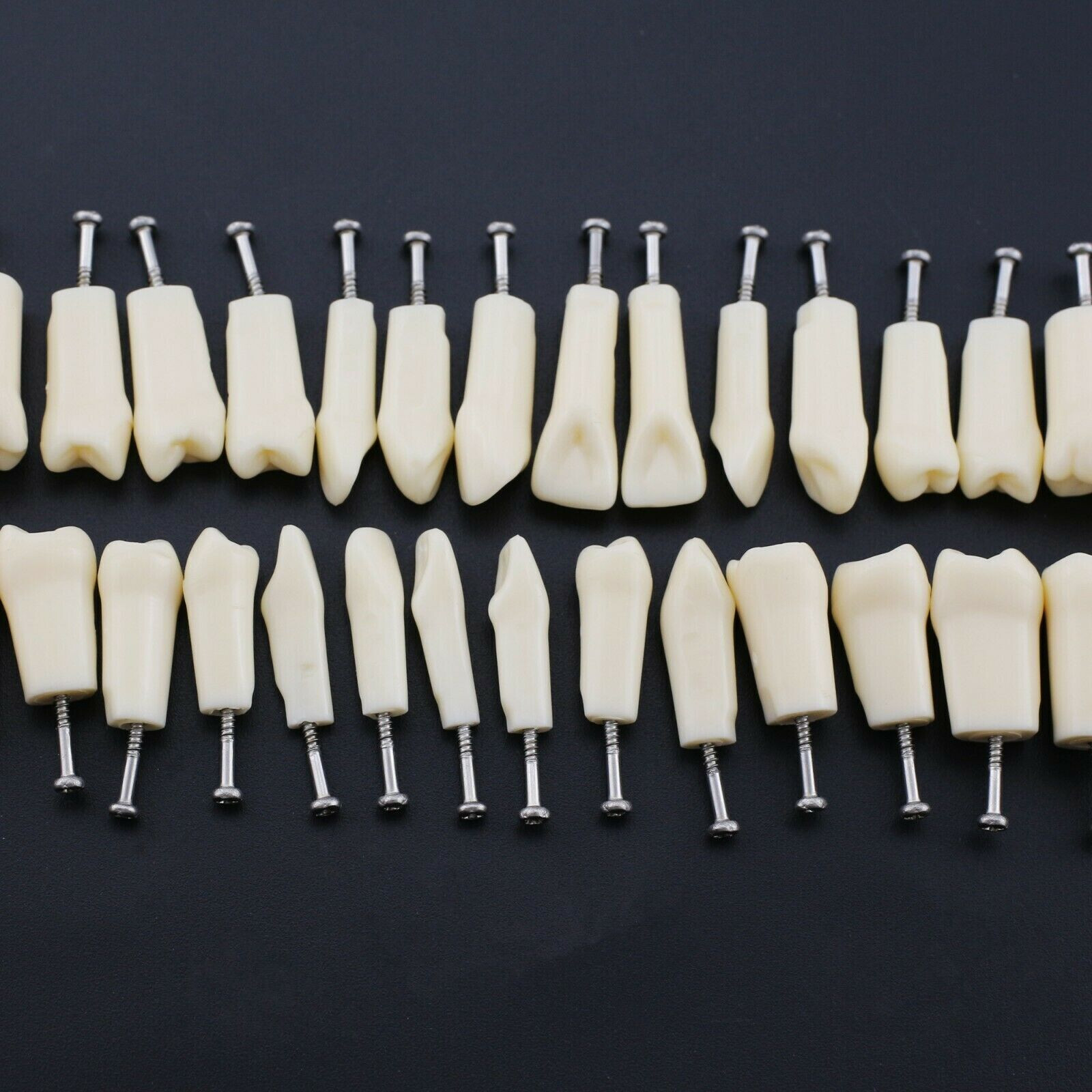 2 Set Dental Removable Screw-in Typodont Grain Teeth 28Pcs+32Pcs Tool Instrument