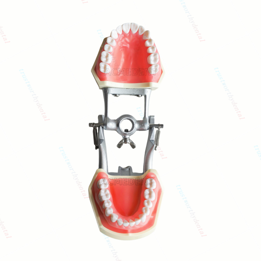 Dental Typodont Model with Removable Teeth M8011 DP 32 Demonstration Teach Study