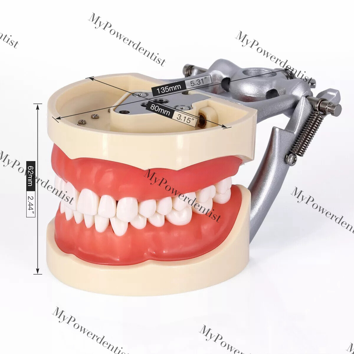 Dental Model DP Articulator Typodont Removable Teeth Kilgore NISSIN Style Study