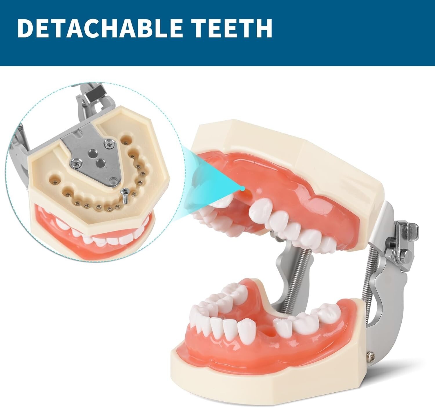 Dental Simulator Mannequin Head Teeth Model Teaching Practicing Head Mold desk