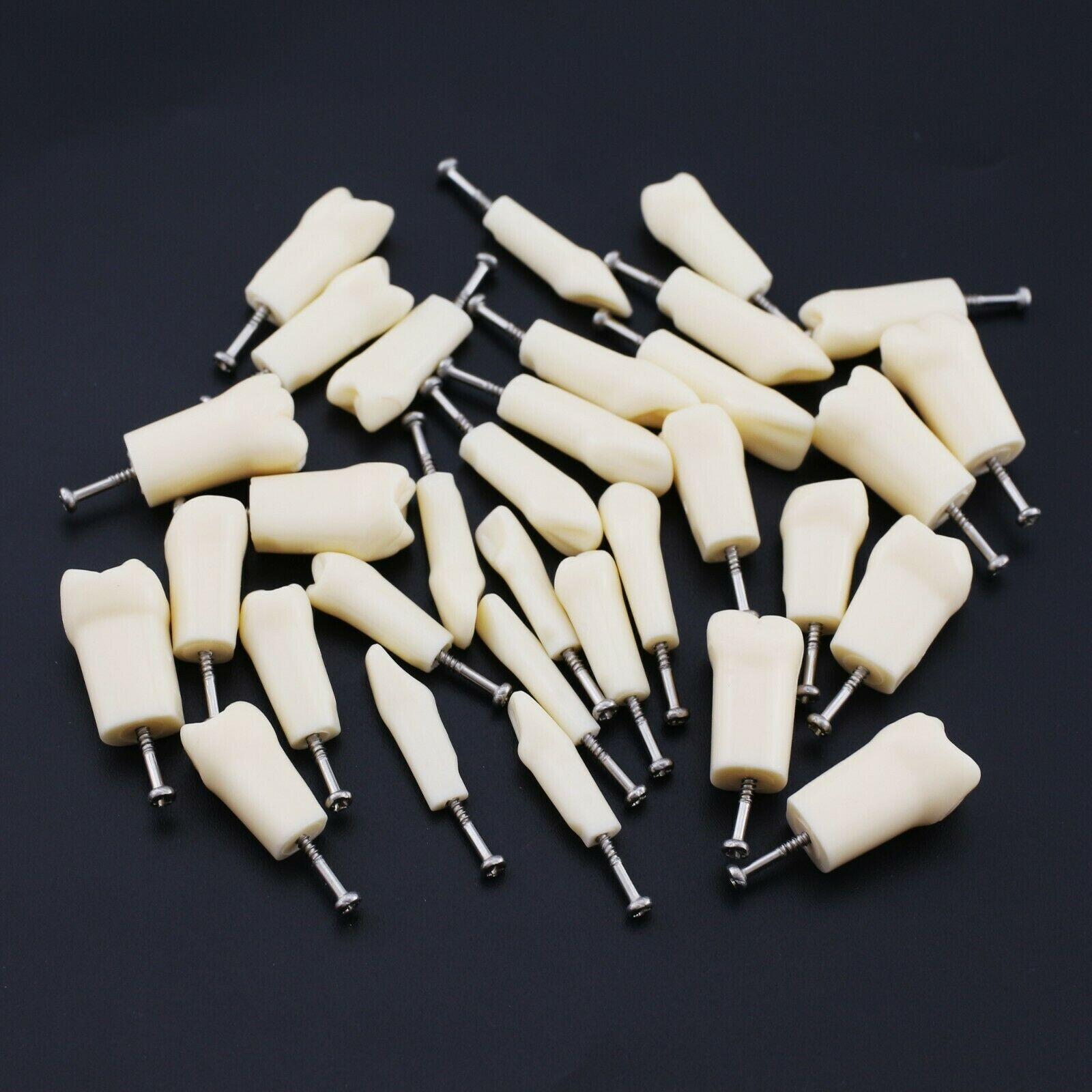 2 Set Dental Removable Screw-in Typodont Grain Teeth 28Pcs+32Pcs Tool Instrument