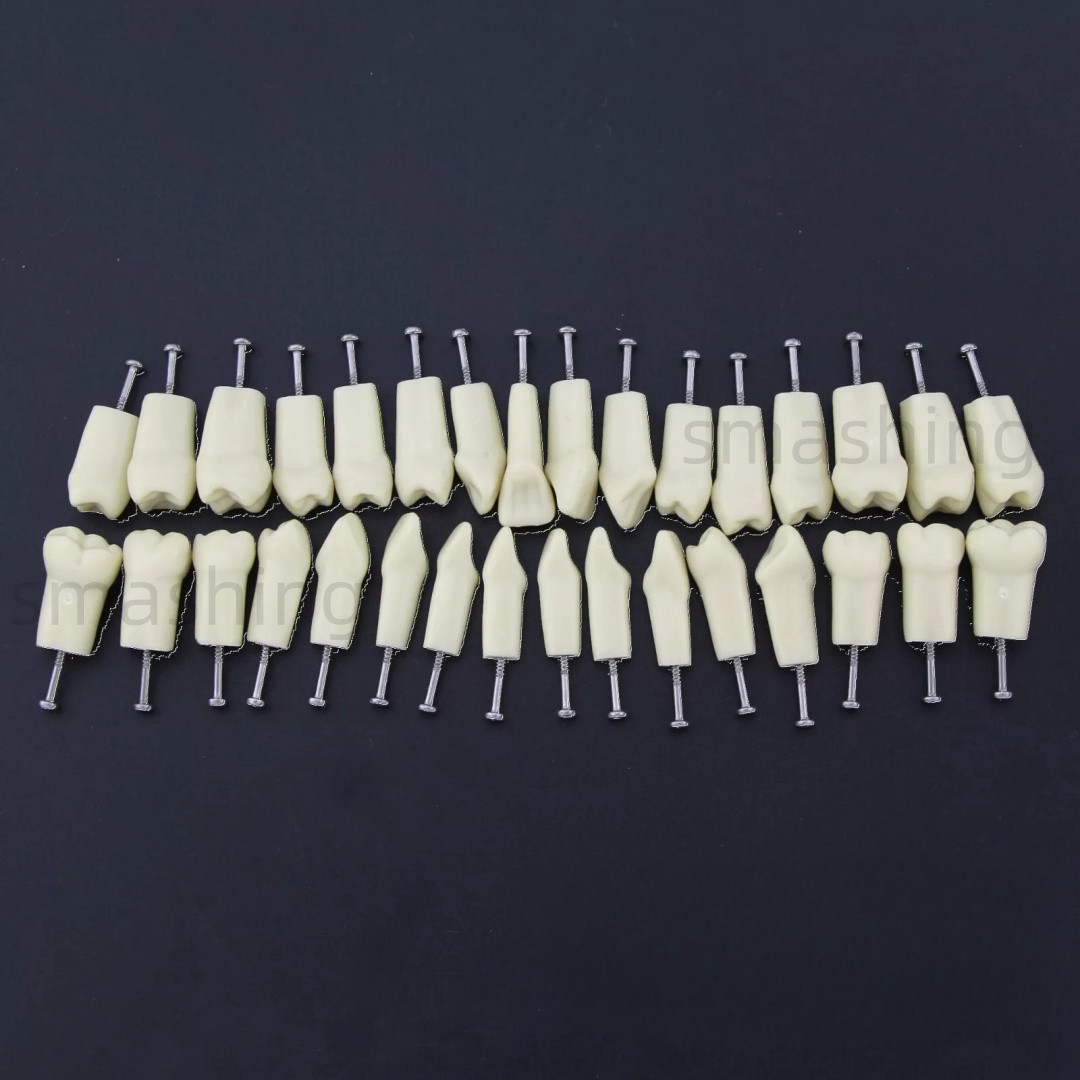 Dental Frasaco AG3 Type Model Typodont Replacement 32PC Removable Teeth AG-3