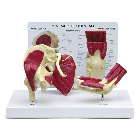 GPI Anatomical 1900 Mini-Muscled Joint Set Model Knee Shoulder Hip Elbow Muscles
